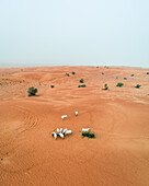 Luftaufnahme einer Gruppe von Ziegen, die in einer Wüstenlandschaft fressen, Abu Dhabi, Vereinigte Arabische Emirate