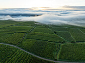 Luftaufnahme von schönen grünen Weinbergen und Feldern unter malerischen Wolken bei Sonnenaufgang, Eguisheim, Frankreich