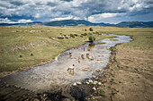 Aerial view of cows breeding along the pond in countryside,Bosnia and Herzegovina