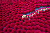 Aerial view of colorful incense fields with workers harvesting,Huyen Ung Hoa,Vietnam