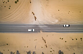 Luftaufnahme von zwei Autos und Kamelen auf einer Wüstenstraße in Dubai, VAE