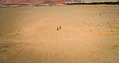 Aerial view of two donkeys in the desert of Sharjah,U.A.E