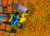 Dhaka,Bangladesh - 27 February 2023: Aerial view of people trading with fruits and vegetables on boats along the river in Dhaka,Bangladesh