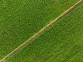 Luftaufnahme von schönen grünen landwirtschaftlichen Feldern mit Reihen und Mustern, Wittenheim, Frankreich