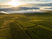 Luftaufnahme von schönen Weinbergen und Feldern unter einem malerischen Sonnenuntergangshimmel, Eguisheim, Frankreich