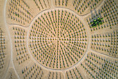 Abstract aerial view of an organised artificial forest in the middle of Saih Al Salam Desert in Dubai,UAE