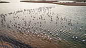 Luftaufnahme von Flamingos in den Al Qudra Seen inmitten der Saih Al Salam Wüste in Dubai, VAE