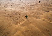 Aerial view of a single tree growing on the middle of desert,U.A.E
