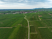 Luftaufnahme von schönen Weinbergen und Feldern mit einem ruhigen Dorf auf dem Lande, Zellenberg, Frankreich