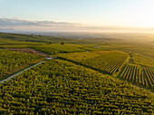 Luftaufnahme von schönen Weinbergen und landwirtschaftlichen Feldern bei Sonnenuntergang, Eguisheim, Frankreich