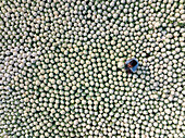 Shibganj,Bangladesh - 19 December 2021: Aerial view of vibrant cabbage fields with a field worker,Roynagar,Bangladesh
