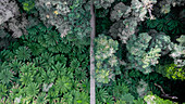 Aerial view of a Ferntrees on Tarra Bulga,National Park,State of Victoria,Melbourne