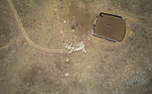 Aerial view of a flock of sheep grazing in a tranquil pasture with a dirt road,Yesilhisar,Turkey