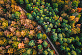 Aerial view of a footpath in the middle of the forest in New Forest national park in Lyndhurst,UK