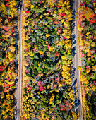 Aerial view of colorful autumn foliage along the winding Kancamagus Highway surrounded by lush forest,Lincoln,New Hampshire,United States