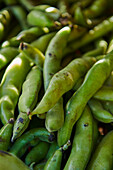 Field beans in a pod - close-up