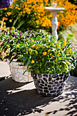 Zweifarbige Blumentöpfe mit Chilipflanzen auf Terrasse im Spätsommerlicht