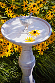Whitewashed terracotta bird bath surrounded by coneflowers (Rudbeckia)