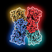 Glyoxylate reductase from Acetobacter, molecular model