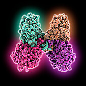 Yellow fever virus non-struct. protein 1, molecular model