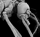 Aedes mosquito, SEM