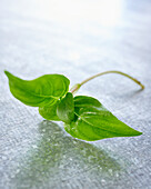 Thai basil on a grey background
