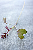 Purple mizuna cress, close-up