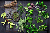Herbology - the best herbs for barbecuing
