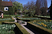 Formaler Garten mit Buchsbaumhecken und blühenden Narzissen im Frühling