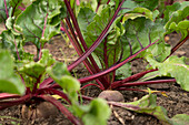 Rote Bete (Beta vulgaris) im Gemüsegarten, Frühsommer