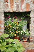 Flowering bidens in terracotta pots in a wall niche in the garden