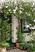 Rosa Ramblerrose an Hausfassade in idyllischem Altstadthof