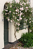 Ramblerrose an Altstadtfassade in sommerlichem Innenhof