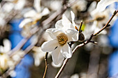 White magnolia (Magnolia) blooms in the spring park