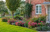 Spätsommerlicher Garten mit Fetthenne (Sedum) 'Herbstfreude' und Eisenhut (Verbena bonariensis) vor Backsteinhaus