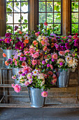 Dahlienblüten (Dahlia) in Zinkeimern auf Metallgestell vor Fenster