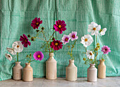 Herbstliche Schmuckkörbchen (Cosmos bipinnatus) in Keramikvasen vor gestreiftem Stoff
