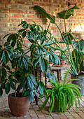 Wintergarten mit Strelitzien, Kentia-Palme und Farn vor Backsteinwand