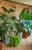 Wintergarten mit Zimmerpflanzen und Backsteinmauer