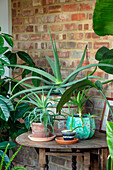 Pflanzen auf Holztisch vor Backsteinwand
