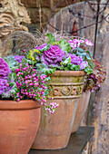 Terrakotta-Töpfe mit Zierkohl (Brassica oleracea), Cyclamen und Pernettya im winterlichen Garten