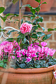 Rosa Alpenveilchen (Cyclamen) und Japanische Kamelie (Camellia japonica) im Terrakottatopf im Wintergarten