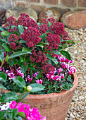 Blumentopf mit Japanischer Skimmie (Skimmia japonica) und Alpenveilchen (Cyclamen) auf Kiesfläche im Garten