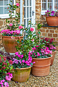 Blühende Kübelpflanzen mit Alpenveilchen (Cyclamen) und Kamelie (Camellia 'Volunteer') im Kiesgarten