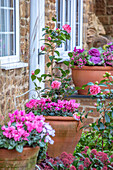 Blühende Kübelpflanzen im Terrakotta-Topf mit Alpenveilchen (Cyclamen), Japanischer Kamelie (Camellia japonica 'Volunteer') und Zierkohl
