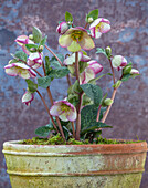 Christrose (Helleborus) 'Glenda's Gloss' im Terrakottatopf