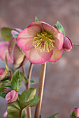 Nahaufnahme von Nieswurz (Helleborus) 'Sally's Shell' mit rosa Blüten