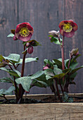Christrose (Helleborus) 'Dana's Dulcet' im Holzbehälter