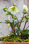 Christrose (Helleborus) 'Molly's White' im Tontopf