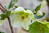 Christrose (Helleborus) 'Molly's White' mit zartgrüner Blütenmitte